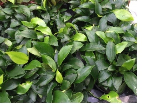 Anubias mini Anubias mini